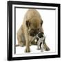 Boston Terrier with Mastiff Dog-null-Framed Photographic Print