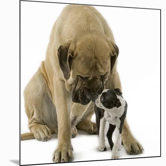 Boston Terrier with Mastiff Dog-null-Mounted Photographic Print