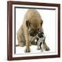 Boston Terrier with Mastiff Dog-null-Framed Photographic Print