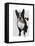 Boston Terrier with Rose in Mouth-Fab Funky-Framed Stretched Canvas