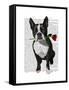 Boston Terrier with Rose in Mouth-Fab Funky-Framed Stretched Canvas