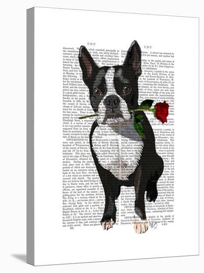 Boston Terrier with Rose in Mouth-Fab Funky-Stretched Canvas