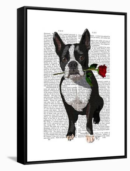 Boston Terrier with Rose in Mouth-Fab Funky-Framed Stretched Canvas