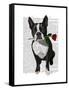 Boston Terrier with Rose in Mouth-Fab Funky-Framed Stretched Canvas
