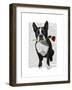 Boston Terrier with Rose in Mouth-Fab Funky-Framed Premium Giclee Print