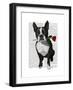 Boston Terrier with Rose in Mouth-Fab Funky-Framed Premium Giclee Print