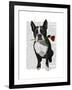 Boston Terrier with Rose in Mouth-Fab Funky-Framed Art Print