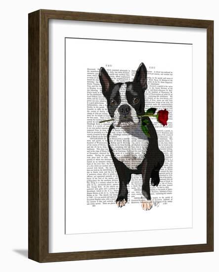 Boston Terrier with Rose in Mouth-Fab Funky-Framed Art Print