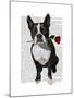 Boston Terrier with Rose in Mouth-Fab Funky-Mounted Art Print