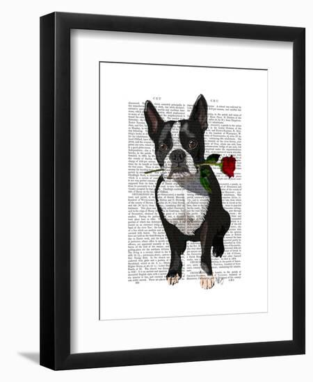 Boston Terrier with Rose in Mouth-Fab Funky-Framed Art Print