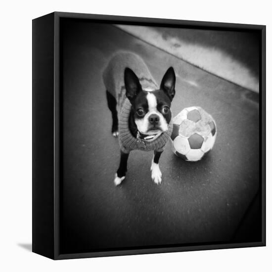 Boston Terrier with Soccer Ball-Theo Westenberger-Framed Stretched Canvas
