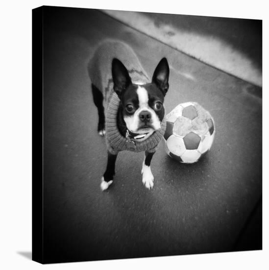 Boston Terrier with Soccer Ball-Theo Westenberger-Stretched Canvas