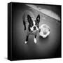 Boston Terrier with Soccer Ball-Theo Westenberger-Framed Stretched Canvas