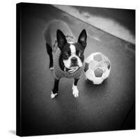 Boston Terrier with Soccer Ball-Theo Westenberger-Stretched Canvas