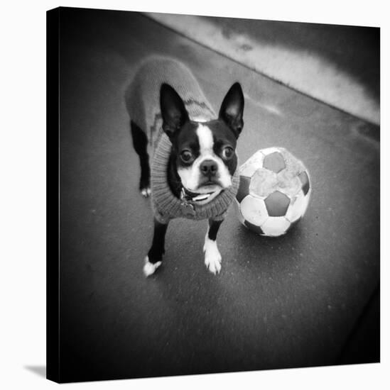 Boston Terrier with Soccer Ball-Theo Westenberger-Stretched Canvas