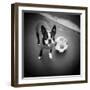 Boston Terrier with Soccer Ball-Theo Westenberger-Framed Premium Photographic Print