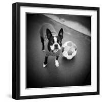 Boston Terrier with Soccer Ball-Theo Westenberger-Framed Premium Photographic Print