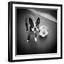 Boston Terrier with Soccer Ball-Theo Westenberger-Framed Premium Photographic Print