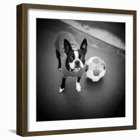 Boston Terrier with Soccer Ball-Theo Westenberger-Framed Photographic Print