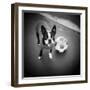 Boston Terrier with Soccer Ball-Theo Westenberger-Framed Photographic Print