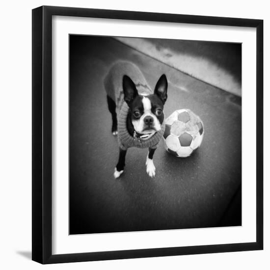 Boston Terrier with Soccer Ball-Theo Westenberger-Framed Photographic Print