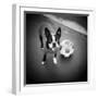 Boston Terrier with Soccer Ball-Theo Westenberger-Framed Photographic Print