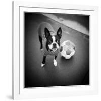 Boston Terrier with Soccer Ball-Theo Westenberger-Framed Photographic Print