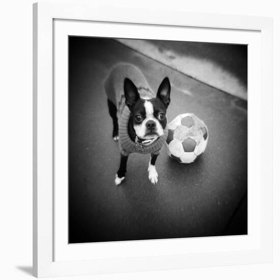 Boston Terrier with Soccer Ball-Theo Westenberger-Framed Photographic Print