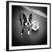 Boston Terrier with Soccer Ball-Theo Westenberger-Framed Photographic Print