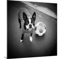 Boston Terrier with Soccer Ball-Theo Westenberger-Mounted Photographic Print