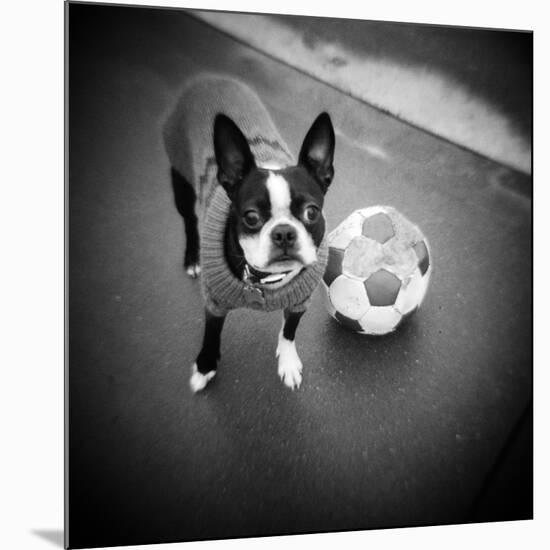 Boston Terrier with Soccer Ball-Theo Westenberger-Mounted Photographic Print