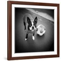 Boston Terrier with Soccer Ball-Theo Westenberger-Framed Photographic Print