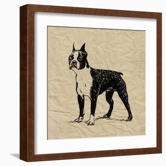 Boston Terrier-Sabine Berg-Framed Art Print