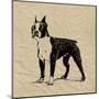 Boston Terrier-Sabine Berg-Mounted Art Print