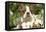 Boston Terrier-null-Framed Stretched Canvas