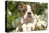 Boston Terrier-null-Stretched Canvas