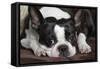 Boston Terrier-null-Framed Stretched Canvas