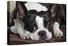 Boston Terrier-null-Stretched Canvas