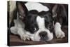 Boston Terrier-null-Stretched Canvas