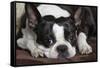 Boston Terrier-null-Framed Stretched Canvas