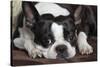 Boston Terrier-null-Stretched Canvas