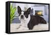 Boston Terrier-null-Framed Stretched Canvas