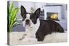 Boston Terrier-null-Stretched Canvas