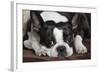 Boston Terrier-null-Framed Photographic Print