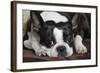 Boston Terrier-null-Framed Photographic Print