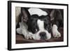 Boston Terrier-null-Framed Photographic Print