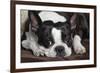 Boston Terrier-null-Framed Photographic Print