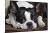 Boston Terrier-null-Mounted Photographic Print