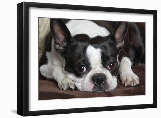 Boston Terrier-null-Framed Photographic Print