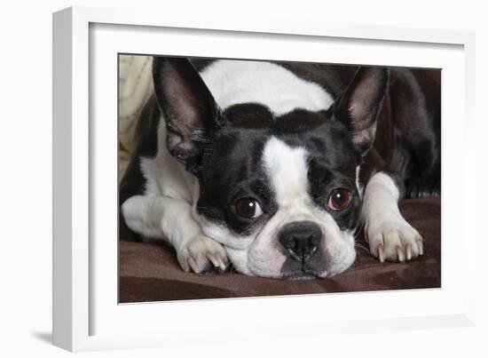 Boston Terrier-null-Framed Photographic Print